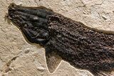 Green River Fossil Fish Mural with Rare Ultrashort-Nose Gar Fish #370577-7